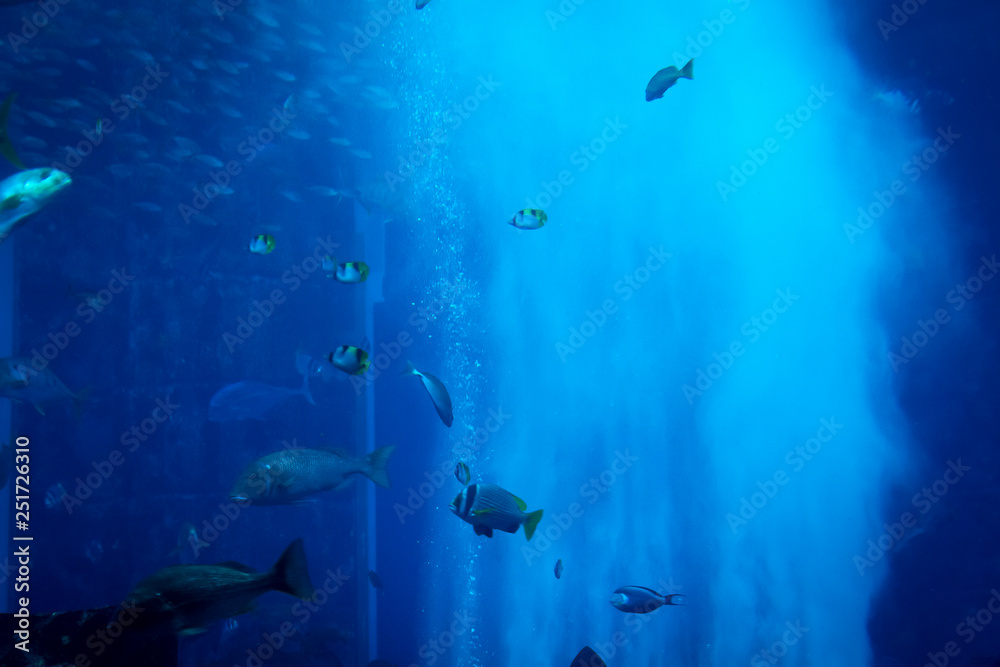 Fototapeta premium Dużo ryb w dużym ozdobnym akwarium.