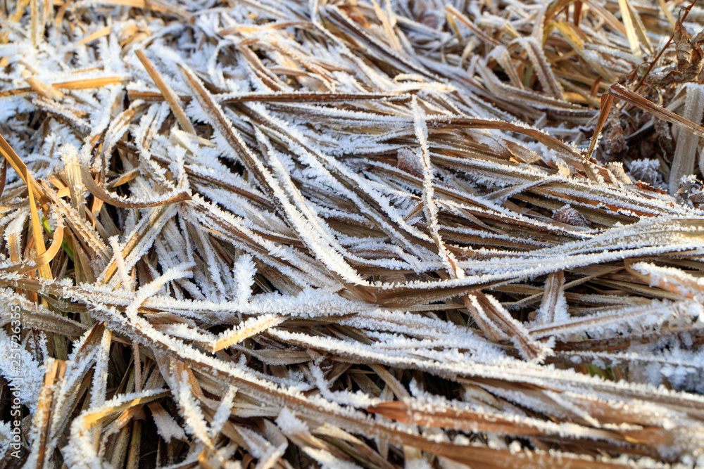 dry the grasses on which traces frosts dry the grasses on which traces frosts