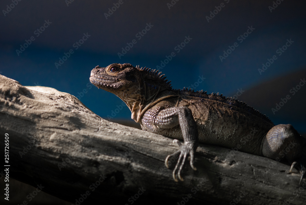Fototapeta premium Beautiful lizard is in its natural environment.