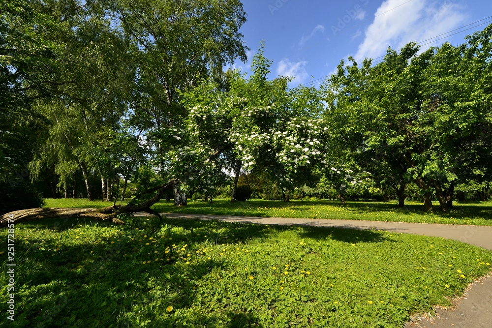 Fototapeta premium paths in the Park in spring