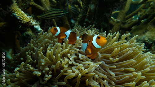 Clown fish found with its sea anemones at coral reef area at Tioman island, Malaysia