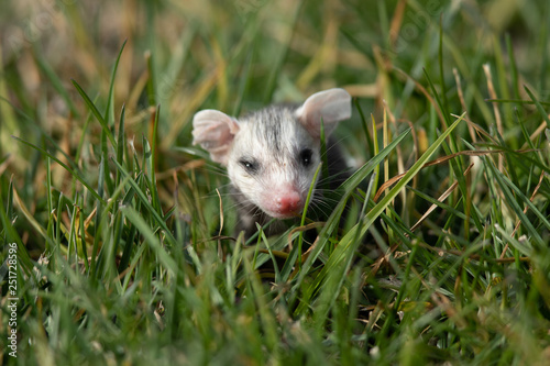Baby opossum seen in the wild in North California
