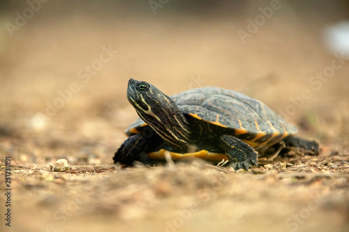 Turtle on the ground