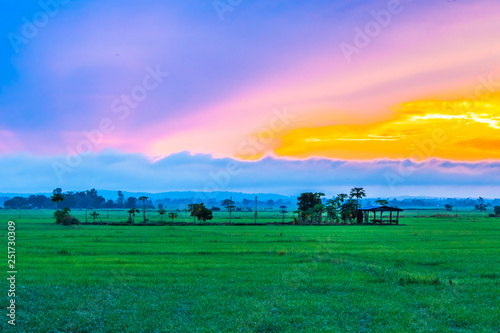 Rice farming season in Thailand.8