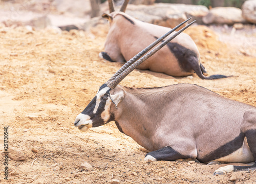 Oryx gazella antelope (Gemsbok) resting in nature