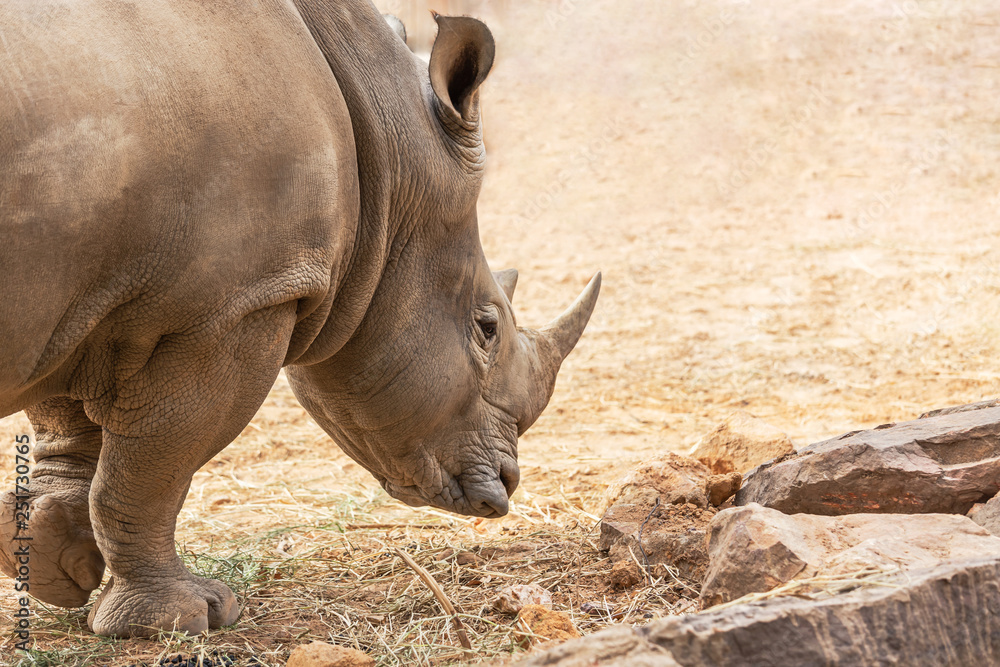 White rhinoceros or White Rhino (Ceratotherium simum) big animal mammal White rhinoceros or White Rhino (Ceratotherium simum) big animal mammal