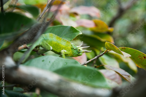 Jackson Chameleon looking at the camera through bushes in the wild. 