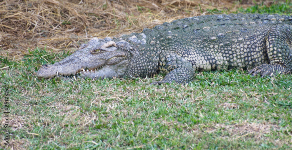 Fototapeta premium The Relax of mugger crocodile. Huge Alligator.