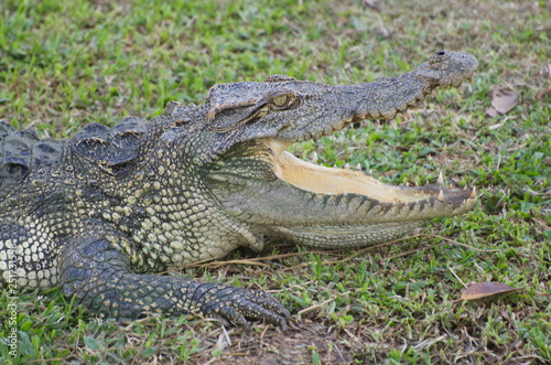 The Relax of mugger crocodile. Huge Alligator.