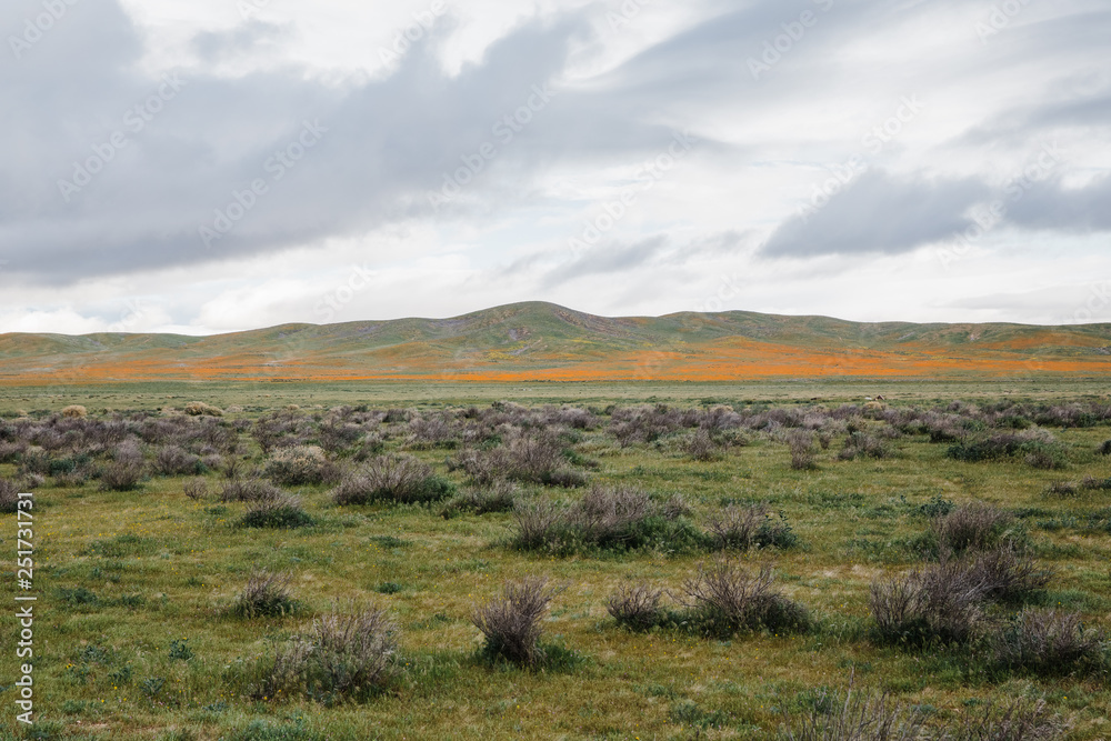 california poppies in the mountains