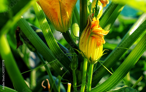 zucchini flower in the sunlight