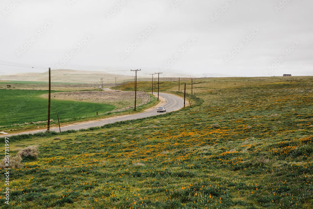 car on empty desert road surrounded by spring colors 