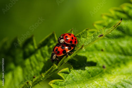 Ladybird