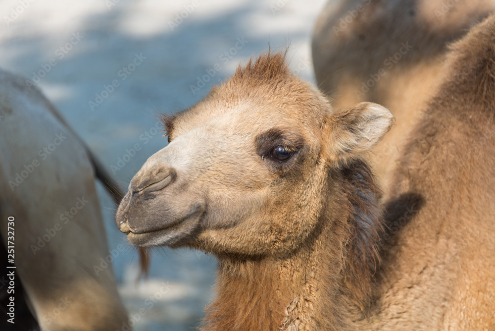 Fototapeta premium Zoo Veszprém in Hungary and Budapest
