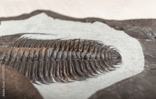 spikes of an ancient trilobite