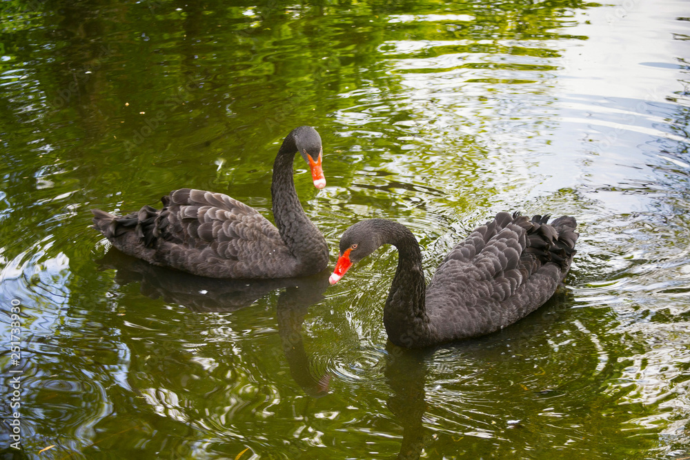 Two black swans (Cygnus atratus) in the green water of a pond. Two black swans (Cygnus atratus) in the green water of a pond.
