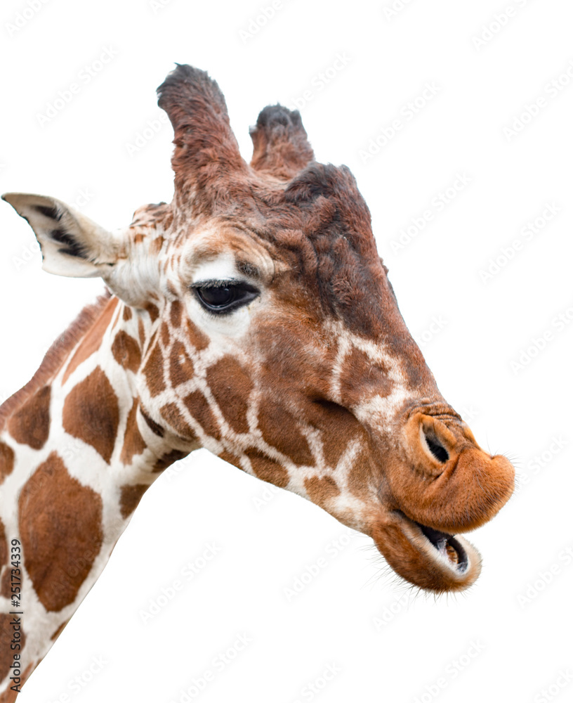 Giraffe looks like it is speaking, cut out Giraffe looks like it is speaking, cut out