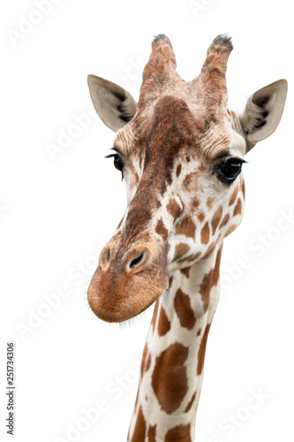 Photography A curious giraffe looks into the camera, cut out