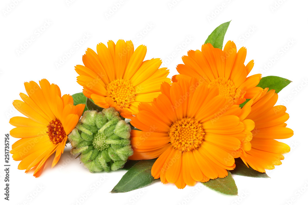 marigold flowers with green leaf isolated on white background. calendula flower. - obrazy, fototapety, plakaty 