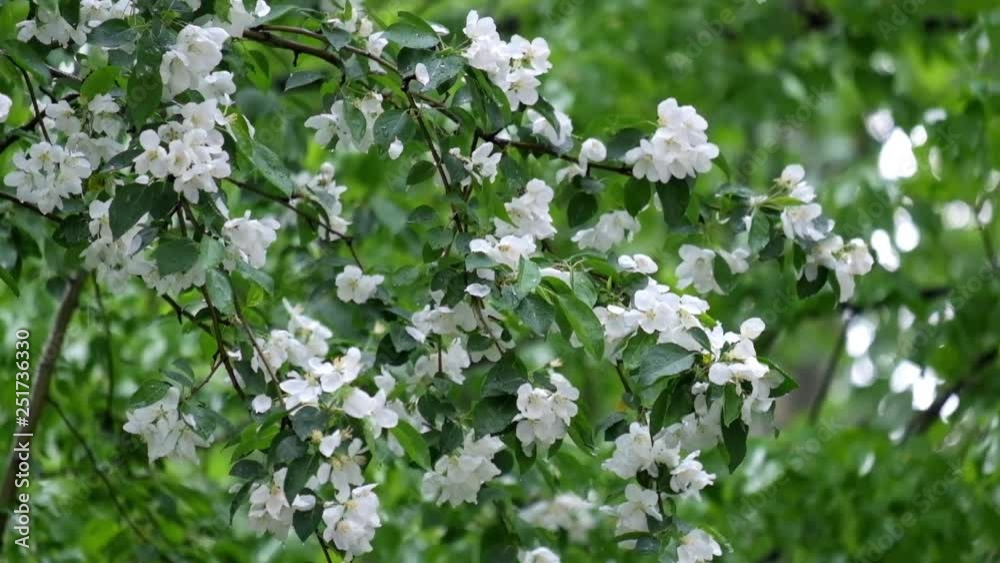 Flowers of apple tree under the Spring rain Flowers of apple tree under the Spring rain
