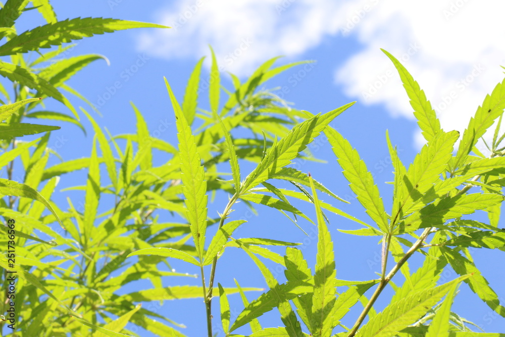 cannabis leaves cannabis leaves