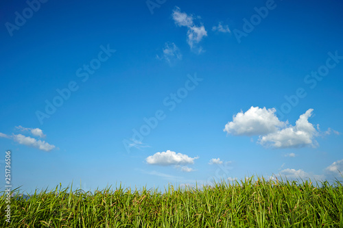 green field and blue sky