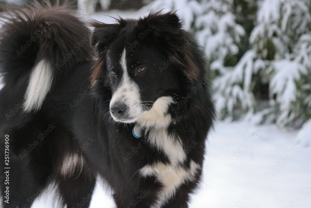 Fototapeta premium Border Collie Thinking