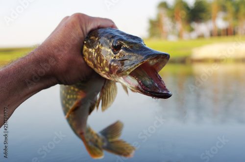 Pike fish in angler s hand