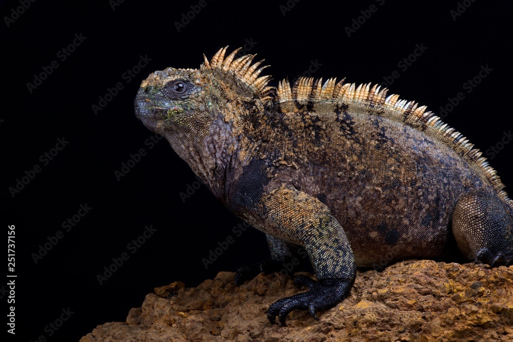 Fototapeta premium Santa Cruz marine iguana (Amblyrhynchus cristatus hassi)