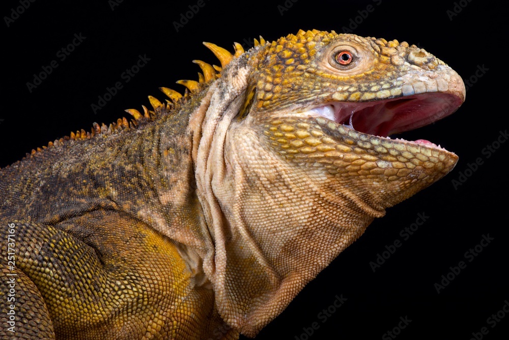 Obraz premium Galapagos land iguana (Conolophus subcristatus)