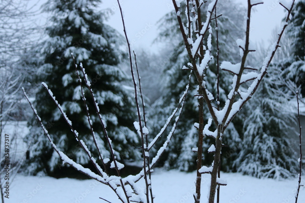 Fresh Snowfall Fresh Snowfall