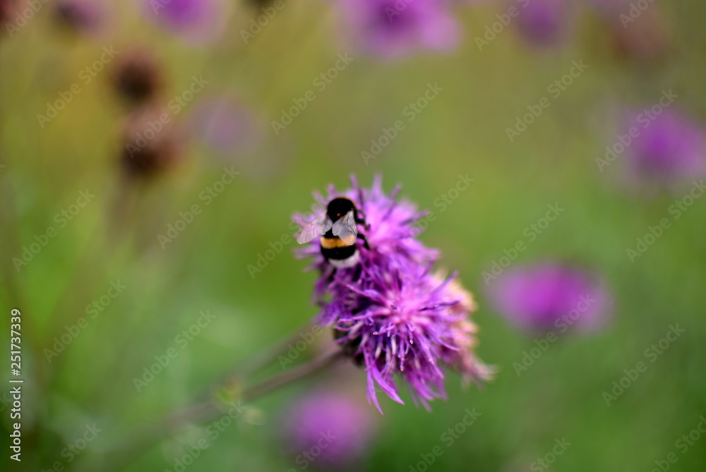 bee on flower bee on flower