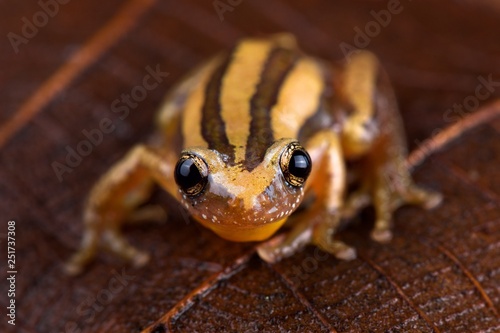 Four-lined banana frog (Afrixalus quadrivittatus) photo