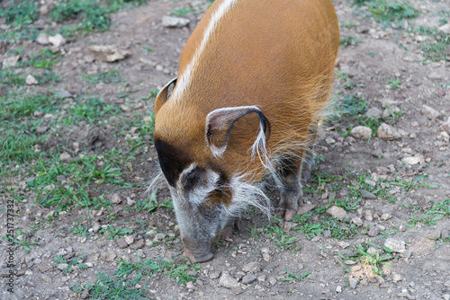 Zoo Veszprém in Hungary and Budapest photo