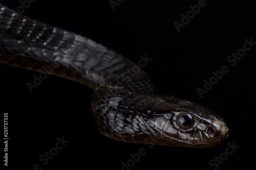 Black Tree Snake (Thrasops jacksonii)