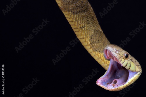 Blandings Tree Snake (Toxicodryas blandingii)