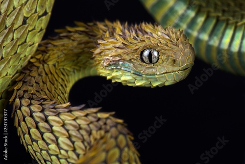 Photos Hairy bush viper (Atheris hispida)