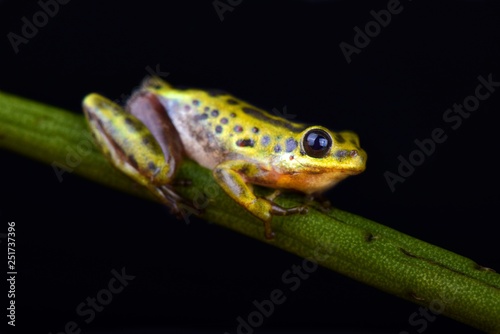 Common Reed Frog (Hyperolius viridiflavus variabilis)
