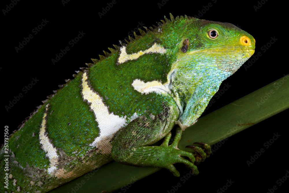Fototapeta premium Fijian crested iguana (Brachylophus vitiensis)