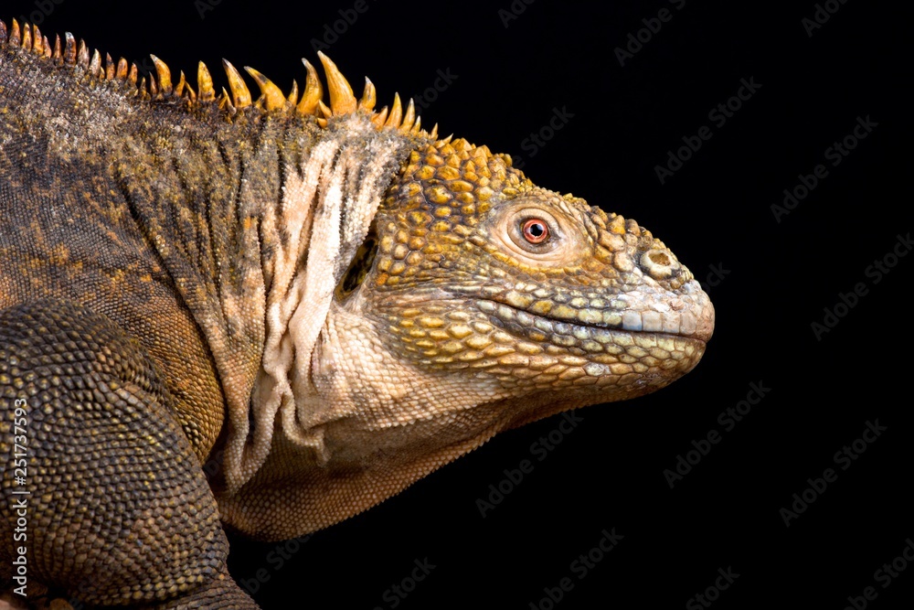 Fototapeta premium Galapagos land iguana (Conolophus subcristatus)