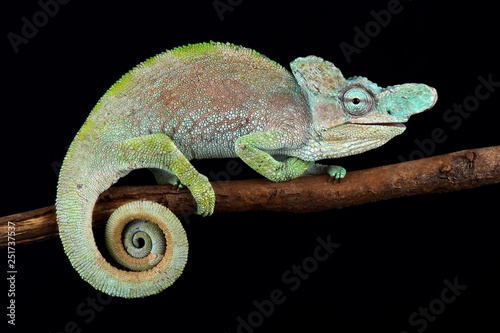 Rwenzori plate-nosed chameleon (Kinyongia xenorhina)