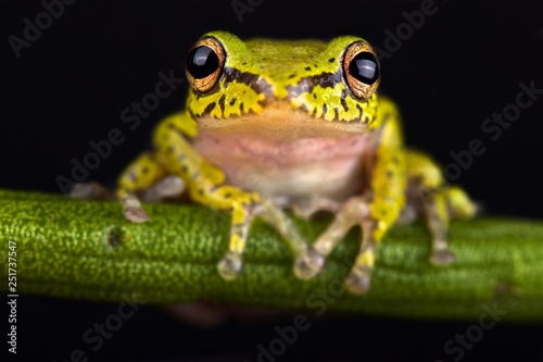 Cinnamon-bellied reed frog (Hyperolius cinnamomeoventris)