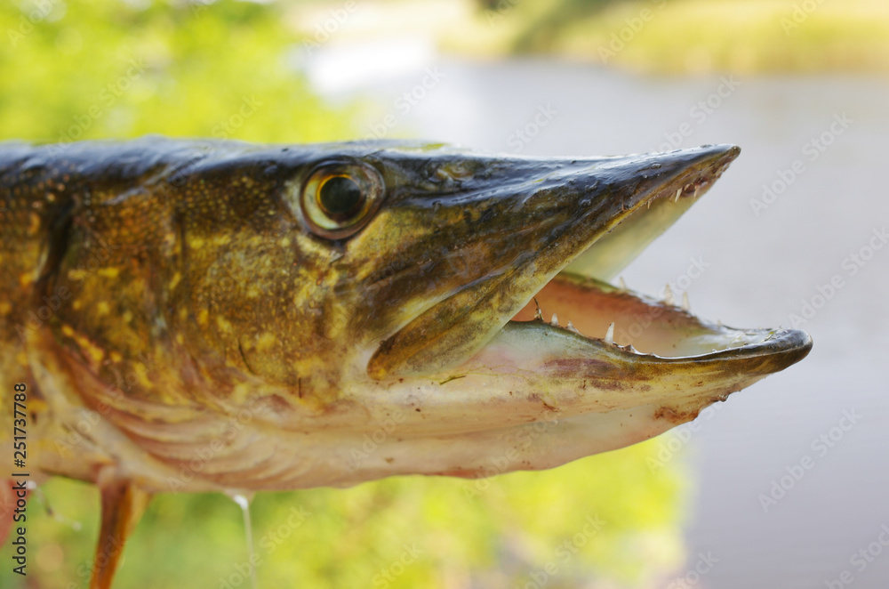 Pike head on the background of the river Pike head on the background of the river
