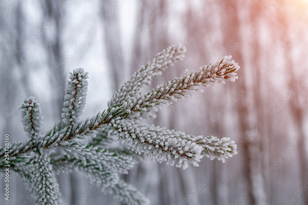 White snow on fir branch in winter park outdoor. Spruce branch with snow. Closeup, selective focus, toned