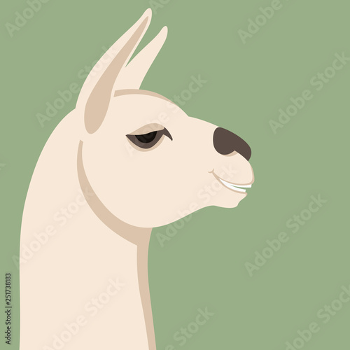 lama head, vector illustration,flat style