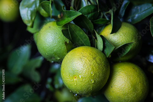 Wet Limes on a Tree