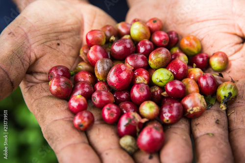 Coffee Beans From Colombia