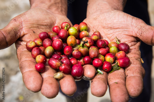 Coffee Beans From Colombia