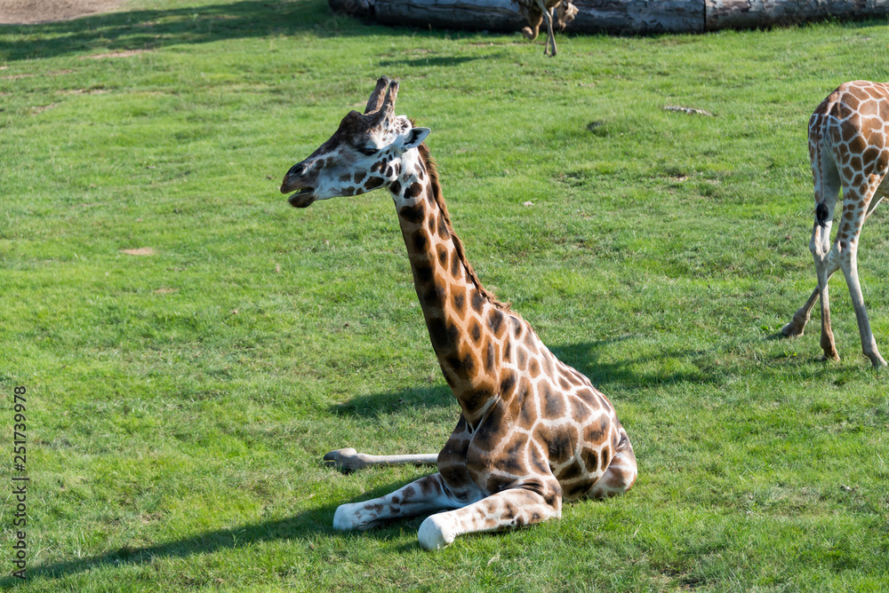 Obraz premium Zoo Veszprém in Hungary and Budapest