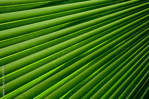 Lines and textures of Green Palm leaves